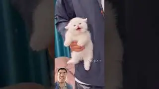 Cute kittens @LilyJoy777