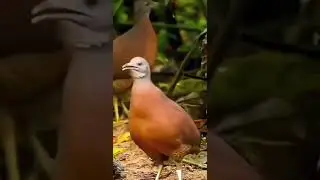 INHAMBU P&Eacute; ROXO. #aves #vidadeaves #vidaanimal #inhambu #p&eacute;roxo