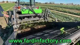 Scava ortaggi VERDOLINA - raccolta spinaci