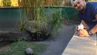MONKEY JUNGLE