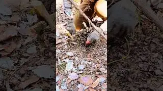 Education purpose only. Simple survival trap. #bushcraft #camping #survival #shtf #trapping #shorts
