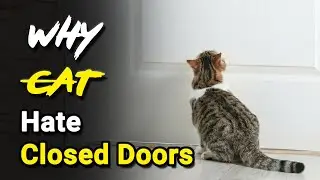 Why Cats Hate Closed Doors 🚪🐱