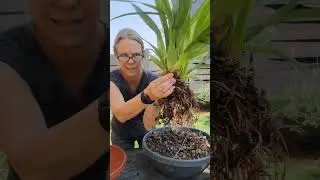 Oncidium Redolesence x Sherry Baby repot