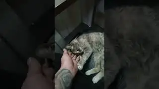 #Kitty #Wants To #Handle #Кошечка #Хочет На #Ручки #seals #Wild #Котики #Дикие #Кошки