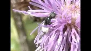 Zwart-witte snuitwapenvlieg Nemotelus pantherinus, mannetje