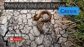 Memancing belut oled di tambak Gresik