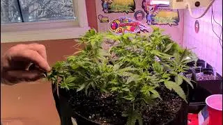 CANOPY CONTROL FOR MORE FLOWER  SITES!