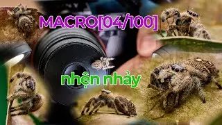 MACRO[04/100] Sony 70-200 oss ii f4 + nhện nhảy