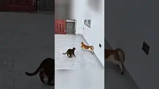 Знаете ли вы, что кошки умеют заниматься паркуром?