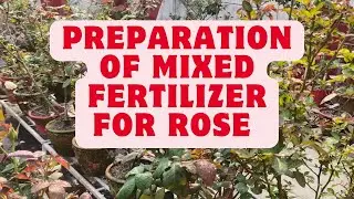 Today's double feeding and care|how to make mixed fertilizer
