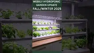 Part IV💧4 Week Hydroponics Update: Fall/Winter 2025 Grow Season 🌱