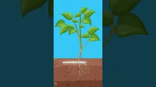 The Wood Wide Web: Trees are literally networking underground! 🌳💻 #tree #www #networking #didyouknow
