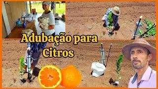 🍊🍊🍋Fazendo a primeira adubação de cobertura nas Ponkan 🍊🍊🍋