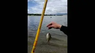 Frank G Benelli Park, Pudding Stone Lake a.k.a. the Pud. Little spring bluegill bite 3/15/2024.