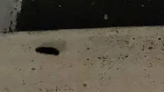 Potential extra terrestrial insect seen in McAllen, Texas CREEPY