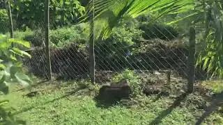 Replacing the fence that Typhoon Tino destroyed