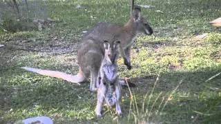 Australian Wildlife: Red-Necked Wallaby and Joey