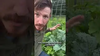 The Power of Kale: Unveiling Organic Gardening Secrets for Pest-Free Plants!
