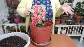 LİLYUM (LİLİUM) ZAMBAK SOĞAN EKİMİ NASIL YAPILIR ?