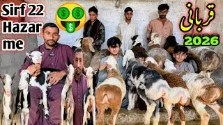 Hussain goat and sheep farm visit latest update| 8-Jan-2026😍 Qurbni collection 😱❤️ Loot Lo 🔥,