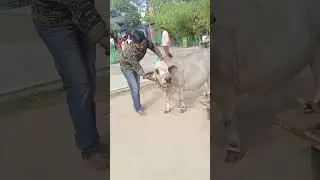 Do you know about this Punganur cattle in Ardha Nareeswara Temple kondapur #ardhanarishvara