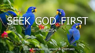 SEEK GOD FIRST 🙏 | Inspiring Bible Verses & Calm Worship Piano for Prayer & Peace With Birds