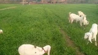 Welcome to my new vlog my cute animals my goats eating grass to my village 🤩😍