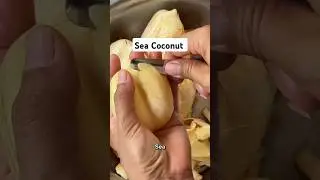 Sea Coconut
