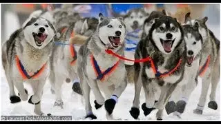 Iditarod Tours by Wild Alaska Travel:  Iditarod Finish & Northern Lights Tour in Nome Alaska