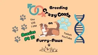 Breeding Crazy Coats on Furry-Paws! Aussies Part 2