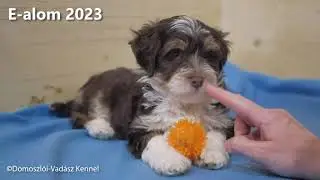 A Domoszlói-Vadász Kennel E-betűs alma