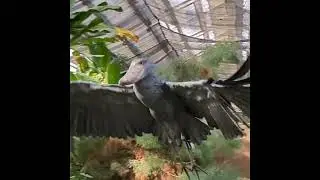 The shoebill stork hunts with a move called the &ldquo;collaps #wildlife #viralvideo #junglehunter#animals