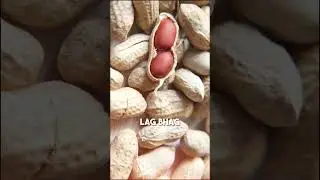 🥜 PEANUT OIL = ₹3 LAKH/MAHINA KA HEALTHY BUSINESS!