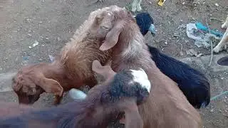 #سوق #الثلاثاء أزرو بتاريخ 25/11/2025#اكسبلور #animals 