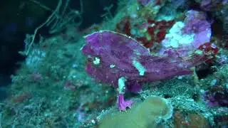 Bali - Schaukelfisch C0014