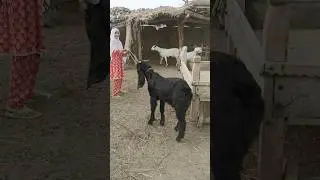 kala Bakra @Rohanali-nt8oi