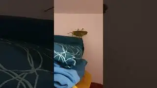 Giant green bush-cricket in my closet