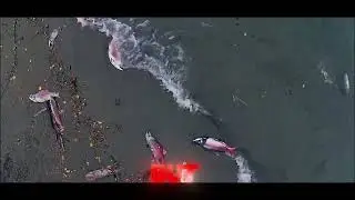 Did you know that salmon&rsquo;s life is much harder than most people&rsquo;s?