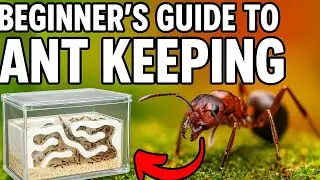 How to Start an Ant Colony at Home ? (Beginner&rsquo;s Full Guide &ndash; No Experience Needed !)