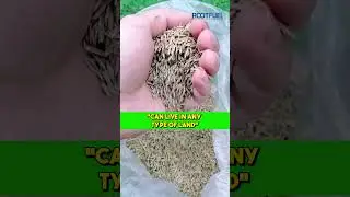 Watch the Lawn Come to Life 🎶 A Green Transformation Like No Other | Music Video #rootfuel