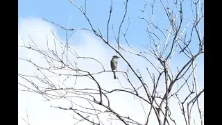 Gray Flycatcher Call and Pumping Tail - Feb 2023
