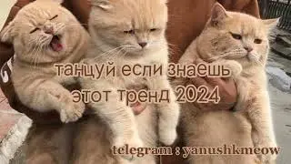 🐈🤎 Танцуй если знаешь этот тренд 2024 года 🐈🤎 Лучшее тренды Тик Ток 2024 🐈🤎