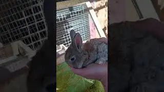 adorable little baby flemish giants #bunny #adorable #cutebunny  #shorts #fluffy