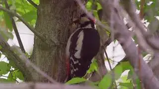 Episode 010: Feathered Foragers  Wild Birds' Food Finding Techniques