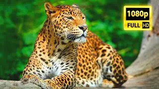Ultimate Wild Animals Collection - Names and Sounds of Animals in FULL HD 60 FPS