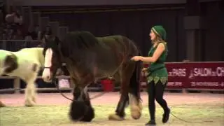 Salon du cheval 2015 - les Irish Cob du lycée Firfol