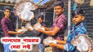 দক্ষিণ বারাসাতের এক আলাদা লালদোম কালদোম পায়রা প্রেমী।KALDOM/LALDOMKABUTOR LOFTS।@pigeonsloverrj9600 