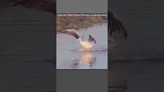 White pelican lands at a tidal basin #pelicans