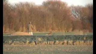 Hare coursing The red dog (saluki type)hero