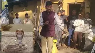 rescue Indian spectacled cobra venomous snake catcher maaz sayed sirsi91+6364660978